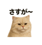 【褒め上手】リアルなペルシャ猫のLINE（個別スタンプ：15）