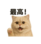 【褒め上手】リアルなペルシャ猫のLINE（個別スタンプ：16）