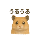 可愛い表情がいっぱい❤キンクマハムスター（個別スタンプ：13）