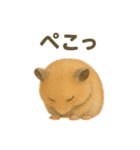 可愛い表情がいっぱい❤キンクマハムスター（個別スタンプ：14）