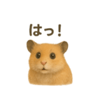 可愛い表情がいっぱい❤キンクマハムスター（個別スタンプ：18）