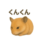 可愛い表情がいっぱい❤キンクマハムスター（個別スタンプ：19）