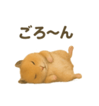 可愛い表情がいっぱい❤キンクマハムスター（個別スタンプ：20）