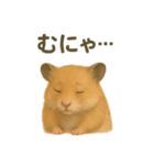 可愛い表情がいっぱい❤キンクマハムスター（個別スタンプ：22）