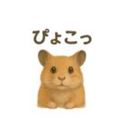 可愛い表情がいっぱい❤キンクマハムスター（個別スタンプ：24）