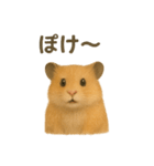 可愛い表情がいっぱい❤キンクマハムスター（個別スタンプ：25）