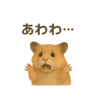 可愛い表情がいっぱい❤キンクマハムスター（個別スタンプ：26）