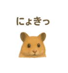 可愛い表情がいっぱい❤キンクマハムスター（個別スタンプ：31）