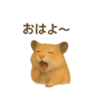 可愛い表情がいっぱい❤キンクマハムスター（個別スタンプ：32）