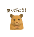 可愛い表情がいっぱい❤キンクマハムスター（個別スタンプ：33）