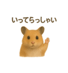 可愛い表情がいっぱい❤キンクマハムスター（個別スタンプ：35）