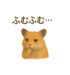 可愛い表情がいっぱい❤キンクマハムスター（個別スタンプ：36）