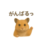 可愛い表情がいっぱい❤キンクマハムスター（個別スタンプ：39）
