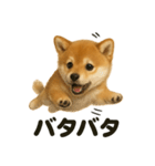 【感情表現】子犬の柴犬ウキウキスタンプ（個別スタンプ：1）