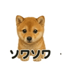 【感情表現】子犬の柴犬ウキウキスタンプ（個別スタンプ：10）