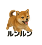 【感情表現】子犬の柴犬ウキウキスタンプ（個別スタンプ：11）