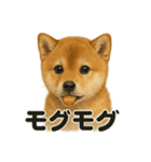 【感情表現】子犬の柴犬ウキウキスタンプ（個別スタンプ：12）