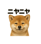 【感情表現】子犬の柴犬ウキウキスタンプ（個別スタンプ：13）