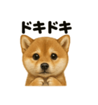 【感情表現】子犬の柴犬ウキウキスタンプ（個別スタンプ：16）