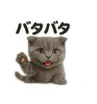 【感情表現】リアルなペルシャ猫のLINE（個別スタンプ：1）