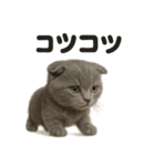【感情表現】リアルなペルシャ猫のLINE（個別スタンプ：2）