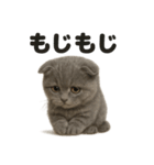 【感情表現】リアルなペルシャ猫のLINE（個別スタンプ：4）