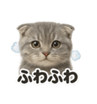【感情表現】リアルなペルシャ猫のLINE（個別スタンプ：6）