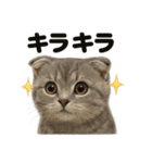 【感情表現】リアルなペルシャ猫のLINE（個別スタンプ：9）