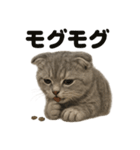 【感情表現】リアルなペルシャ猫のLINE（個別スタンプ：12）
