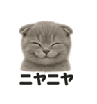 【感情表現】リアルなペルシャ猫のLINE（個別スタンプ：14）