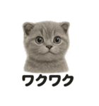 【感情表現】リアルなペルシャ猫のLINE（個別スタンプ：16）