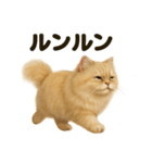 【感情表現】リアルなペルシャ猫のスタンプ（個別スタンプ：5）