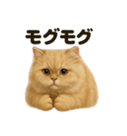 【感情表現】リアルなペルシャ猫のスタンプ（個別スタンプ：7）