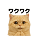 【感情表現】リアルなペルシャ猫のスタンプ（個別スタンプ：11）