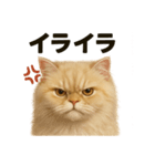 【感情表現】リアルなペルシャ猫のスタンプ（個別スタンプ：12）
