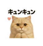 【感情表現】リアルなペルシャ猫のスタンプ（個別スタンプ：16）