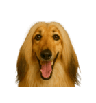 ハッピー顔（犬編）（個別スタンプ：1）