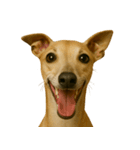 ハッピー顔（犬編）（個別スタンプ：3）