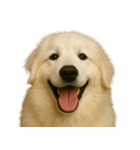 ハッピー顔（犬編）（個別スタンプ：6）