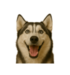 ハッピー顔（犬編）（個別スタンプ：12）