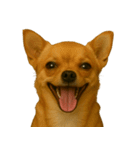 ハッピー顔（犬編）（個別スタンプ：17）