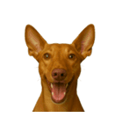 ハッピー顔（犬編）（個別スタンプ：25）