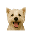 ハッピー顔（犬編）（個別スタンプ：32）