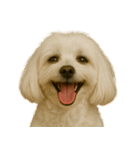 ハッピー顔（犬編）（個別スタンプ：33）