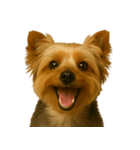 ハッピー顔（犬編）（個別スタンプ：36）