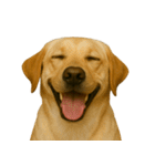 ハッピー顔（犬編）（個別スタンプ：37）