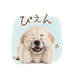 ゆるかわ！ゴールデンの日常スタンプ（個別スタンプ：4）