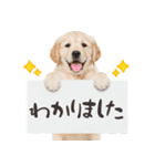 ゆるかわ！ゴールデンの日常スタンプ（個別スタンプ：6）