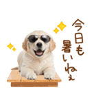 ゆるかわ！ゴールデンの日常スタンプ（個別スタンプ：8）