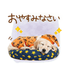 ゆるかわ！ゴールデンの日常スタンプ（個別スタンプ：9）